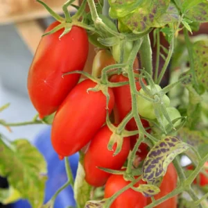 Red long cherry tomatoes growing on plant Red long cherry tomatoes growing on plant
