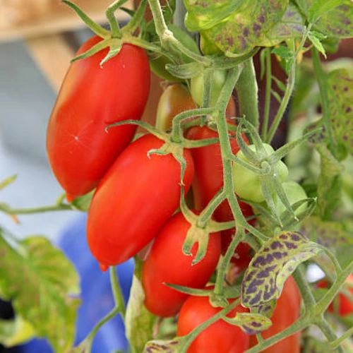 Red long cherry tomatoes growing on plant