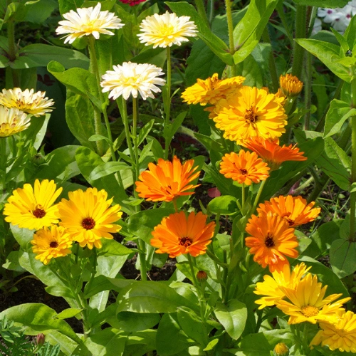 Calendula seedlings mix color for winter flowers in Pakistan
