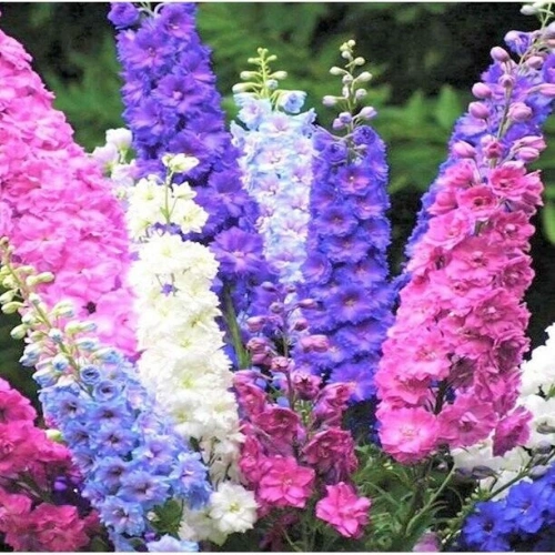 Mix color Delphinium seedlings for winter flowers in Pakistan