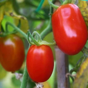 Red long cherry tomatoes growing on plant Red long cherry tomatoes growing on plant