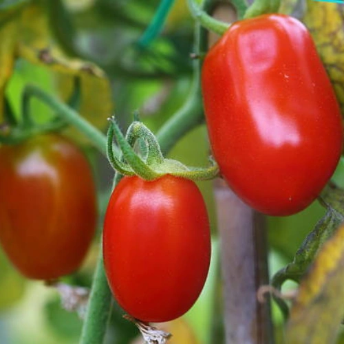 Red long cherry tomatoes growing on plant Red long cherry tomatoes growing on plant