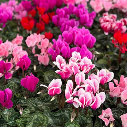 Cyclamen seedling mix color for winter flowers in Pakistan