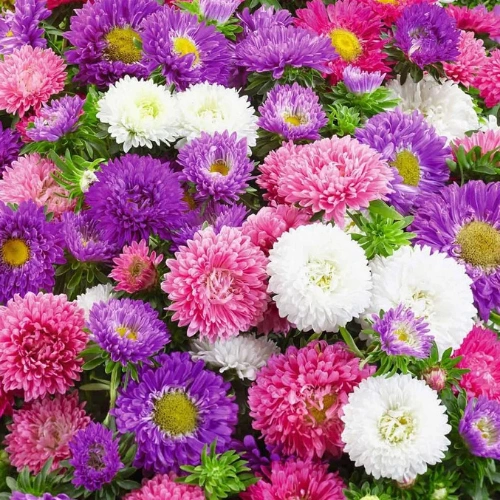 Aster seedlings mix color in Pakistan
