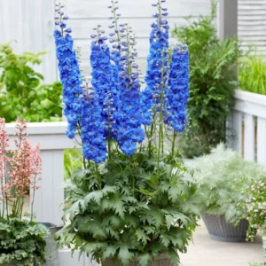 Delphinium seedling in nursery cup