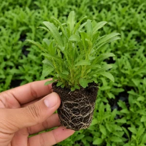 Aster seedlings in nursery cup China Aster seedlings ready for transplanting Aster seedlings in nursery cup China Aster seedlings ready for transplanting