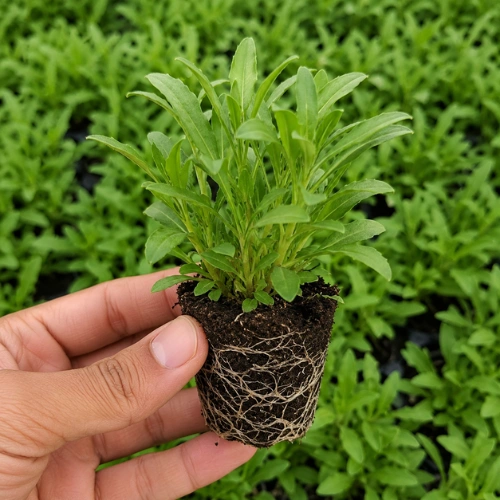 Aster seedlings in nursery cup China Aster seedlings ready for transplanting