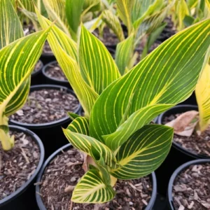 Variegated Canna Lily Bulbs in Pakistan with Striped Tropical Foliage