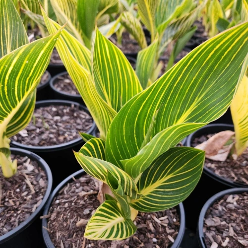 Variegated Canna Lily Bulbs in Pakistan with Striped Tropical Foliage