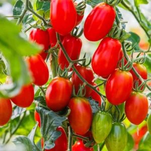 Red long cherry tomato seeds pack for kitchen gardening in Pakistan Red long cherry tomato seeds pack for kitchen gardening in Pakistan