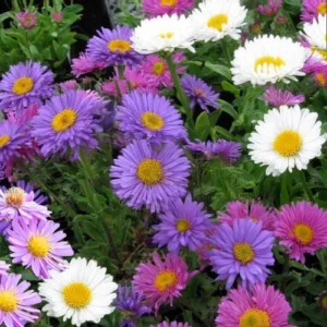China Aster seedlings mix color for winter flowers in Pakistan