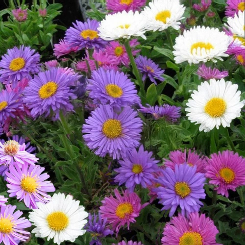 China Aster seedlings mix color for winter flowers in Pakistan China Aster seedlings mix color for winter flowers in Pakistan