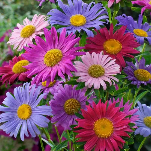 China Aster seedling in nursery cup