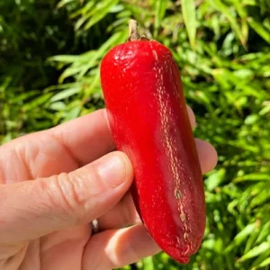 Red jalapeño peppers growing on plant Red jalapeño peppers growing on plant