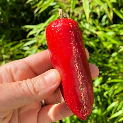 Red jalapeño peppers growing on plant