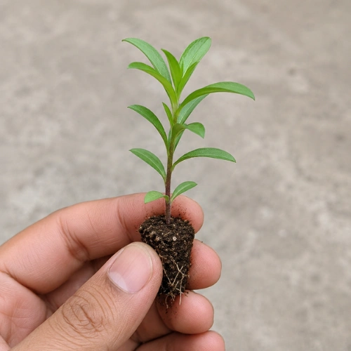 China Aster seedling in nursery cup