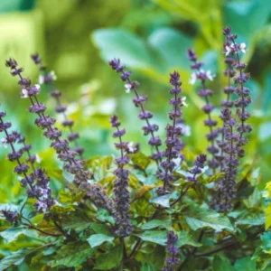 Tulsi plants packed with cocopeat support