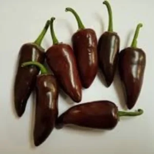Chocolate jalapeno seeds 30 pack for kitchen gardening in Pakistan Chocolate jalapeno seeds 30 pack for kitchen gardening in Pakistan