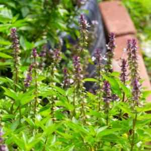 Holy Basil live plants for home garden