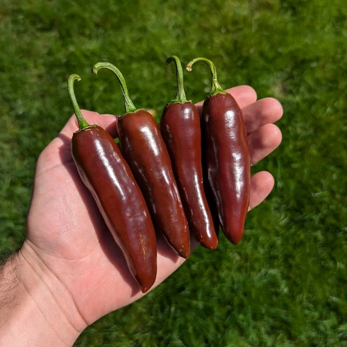 Chocolate brown jalapeño peppers growing on plant