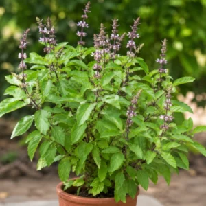 Tulsi (Holy Basil) plant deal of 2 live plants in Pakistan