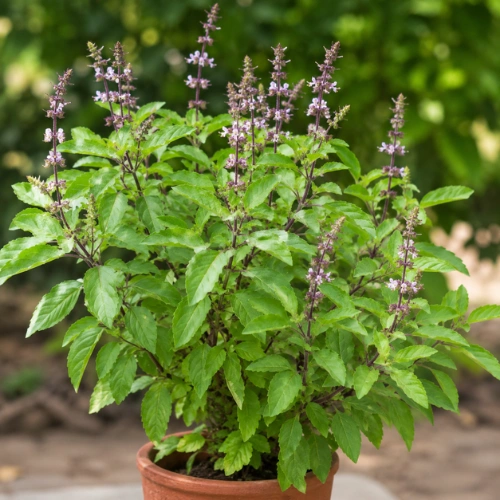 Tulsi (Holy Basil) plant deal of 2 live plants in Pakistan