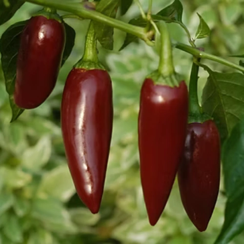 Chocolate brown jalapeño peppers growing on plant Chocolate brown jalapeño peppers growing on plant