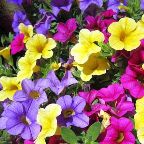 Petunia Falcon F1 Hybrid seedlings for winter flowers in Pakistan Petunia Falcon F1 Hybrid seedlings for winter flowers in Pakistan