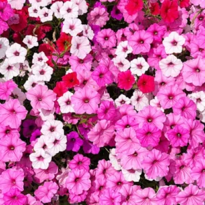Petunia Falcon F1 Hybrid seedlings for winter flowers in Pakistan Petunia Falcon F1 Hybrid seedlings for winter flowers in Pakistan