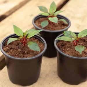 Impatiens mix color seedling for shaded pots in Pakistan