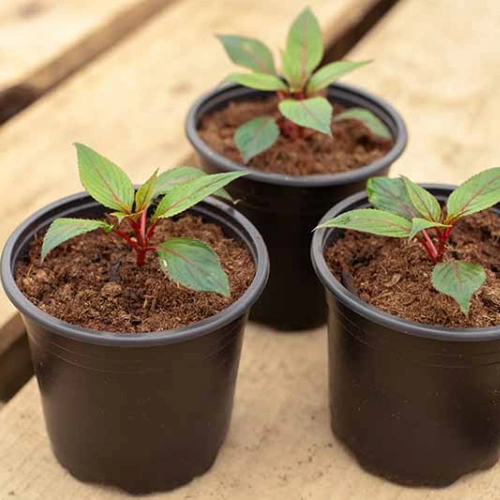 Impatiens mix color seedling for shaded pots in Pakistan