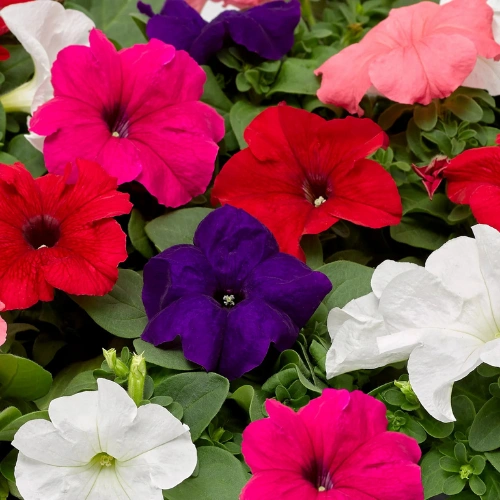 Petunia Falcon F1 Hybrid seedlings for winter flowers in Pakistan