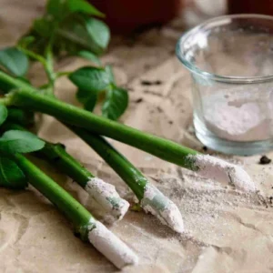 Rooting powder for stem cuttings and plant propagation Rooting powder for stem cuttings and plant propagation