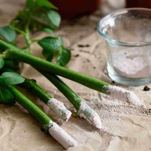 Rooting powder for stem cuttings and plant propagation