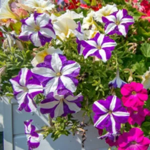 Petunia Hola Star F1 seedling