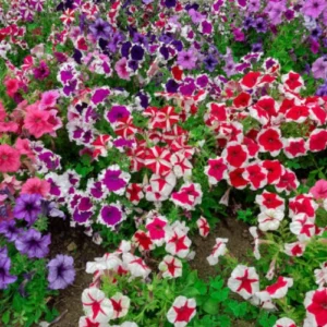 Petunia Hola Star F1 seedlings