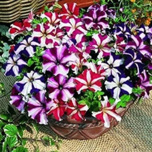 Petunia Hola Star F1 seedlings for winter flowers in Pakistan