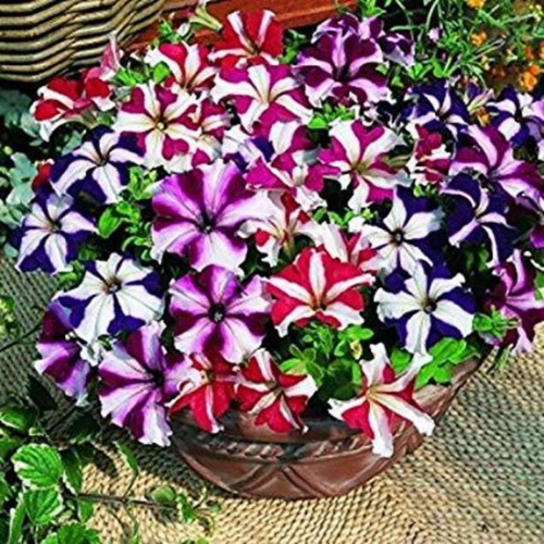 Petunia Hola Star F1 seedlings for winter flowers in Pakistan