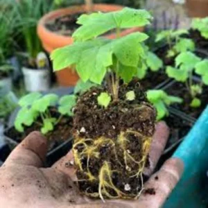 Delphinium seedling in nursery cup