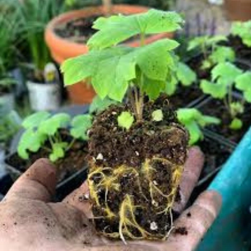 Delphinium seedling in nursery cup
