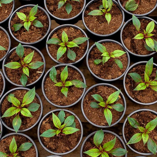 Impatiens seedling in nursery cup Mix color Impatiens seedling for balcony pots