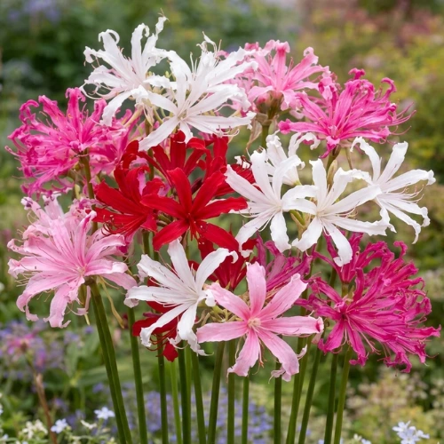 nerine bowdenii guernsey lily. Nerine Lily Bulbs Pakistan