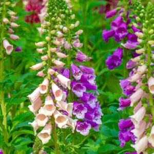 Digitalis seedlings in nursery cup Mix color Foxglove seedlings ready for transplanting