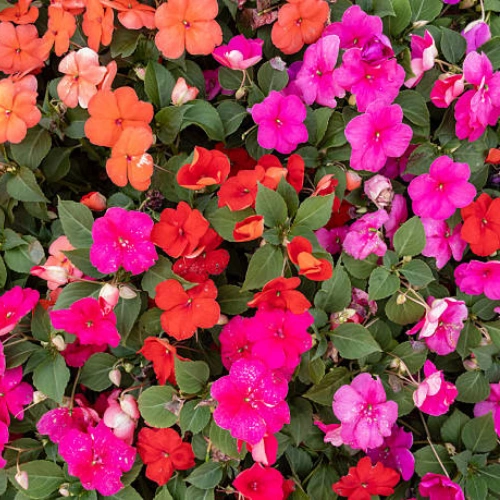 Impatiens seedling Mix color for shaded pots in Pakistan
