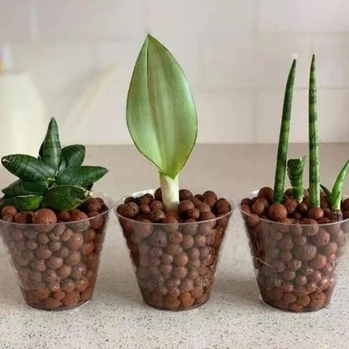 Close view of brown LECA balls for plants Close view of brown LECA balls for plants