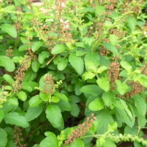 Tulsi (Holy Basil) plant deal of 2 live plants in Pakistan