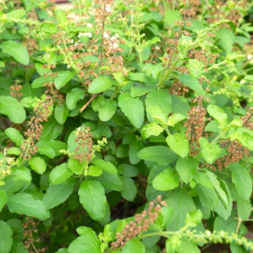 Tulsi (Holy Basil) plant deal of 2 live plants in Pakistan