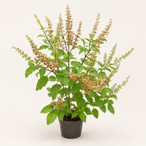 Tulsi (Holy Basil) plant deal of 2 live plants in Pakistan