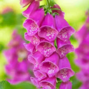 Mix color Foxglove Digitalis seedlings for winter flowers in Pakistan