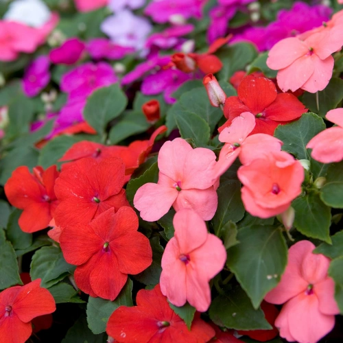 Impatiens seedling in nursery cup Mix color Impatiens seedling for balcony pots